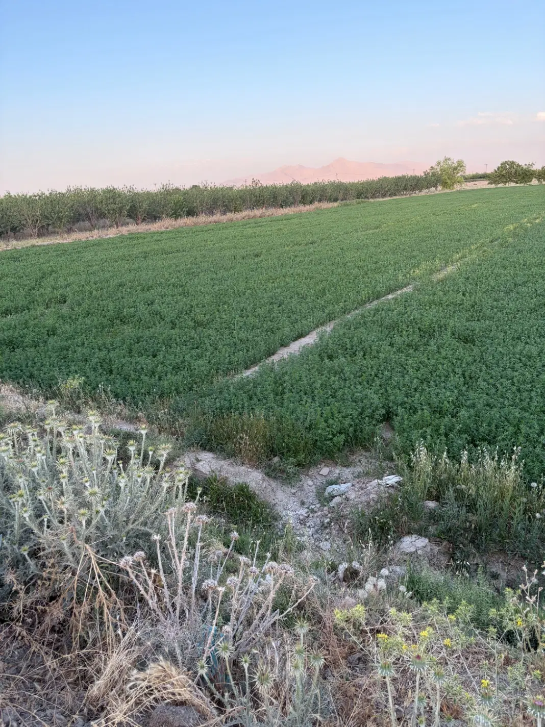 زمین کشاورزی
