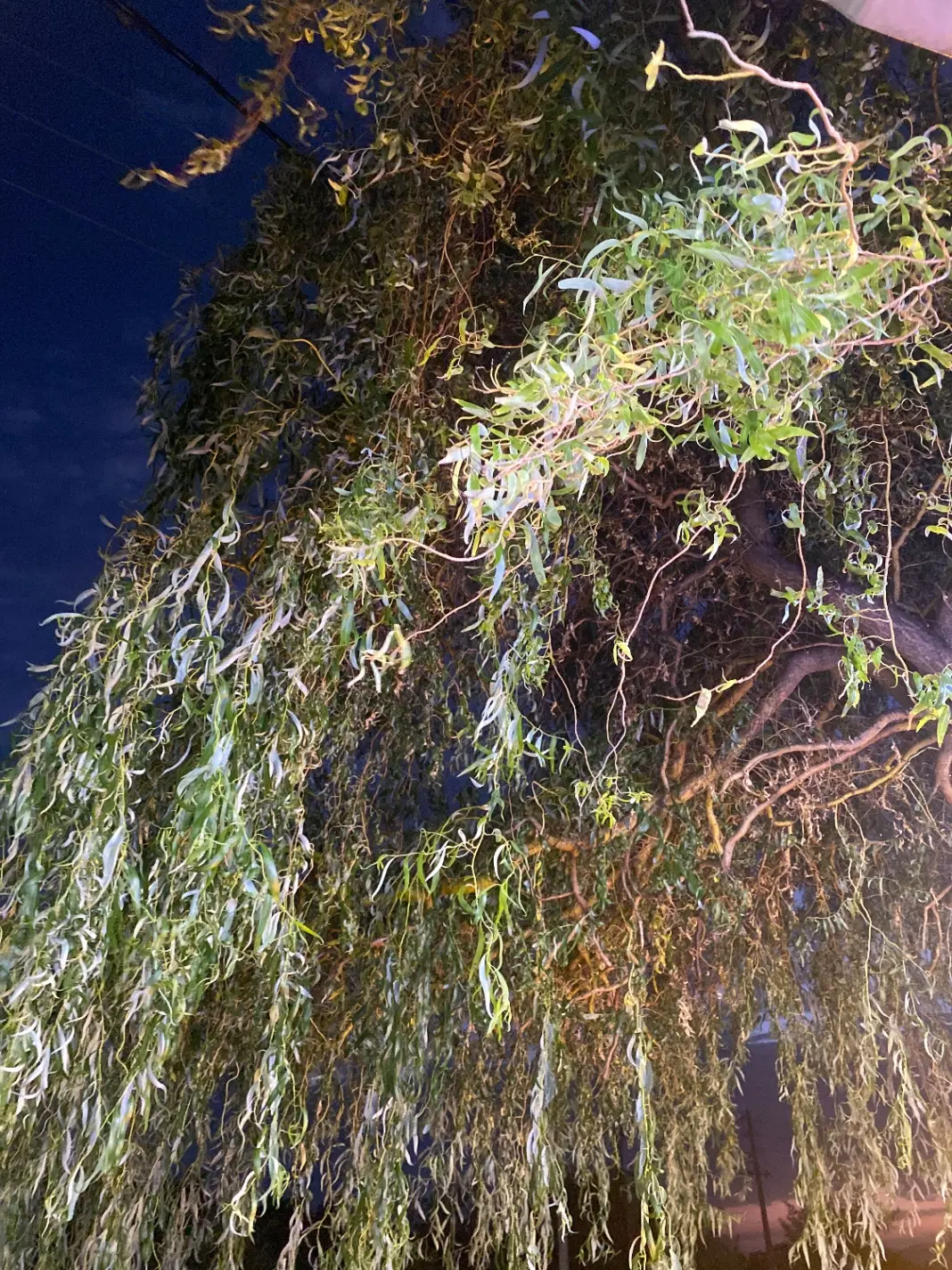 فروش باغ در منطقه خوش اب و هوای سپیدان کنار اتوبان