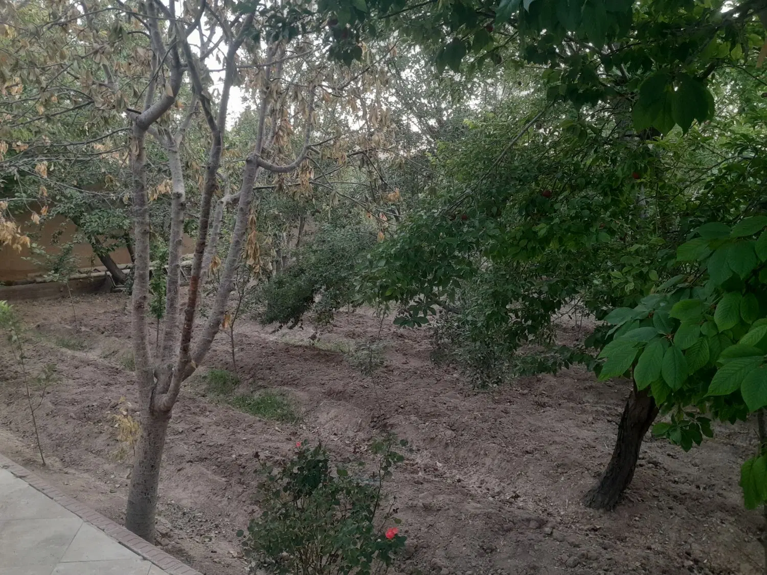 فروش خونه ۲۵۰متری قدیمی ساز