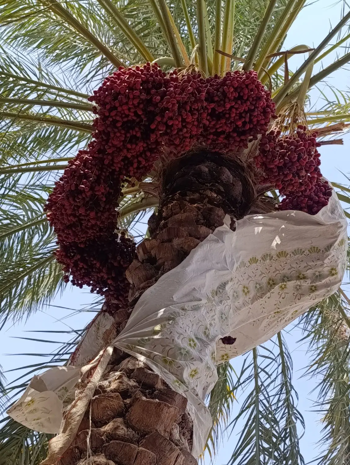 37تا خوشه ب اجاره داد میشن خوشه 1200 خرما درشت