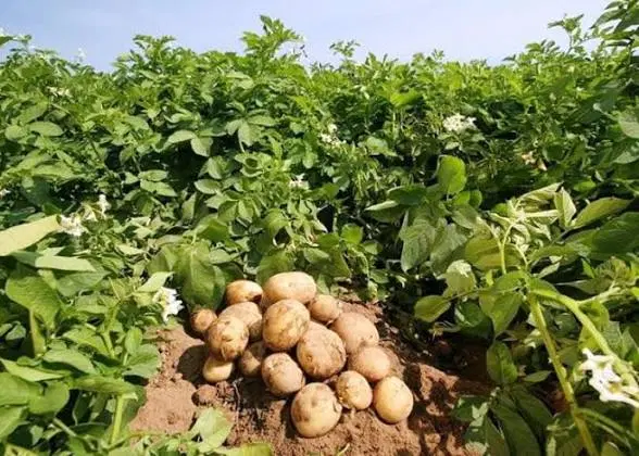 پنج هزار متر مزرعه سیب زمینی در مرحله داشت
