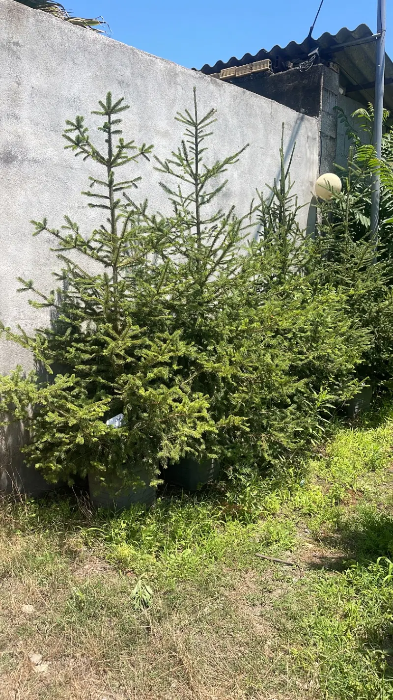 ۲۵۰ متر زمین مسکونی