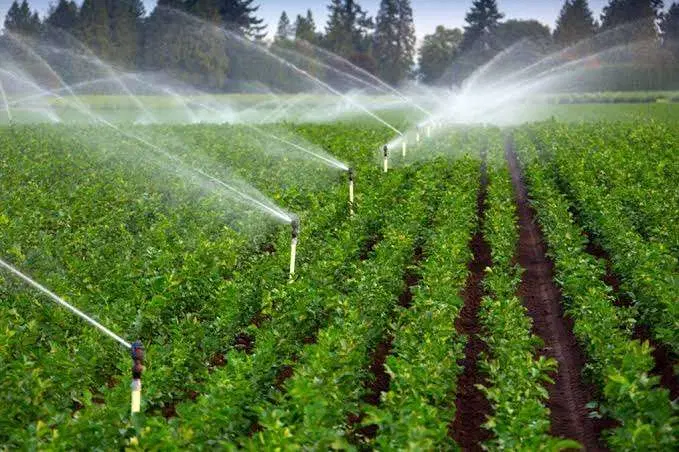 زمین کشاورزی آبی تحت فشار(بارانی)(روستای دیمه)