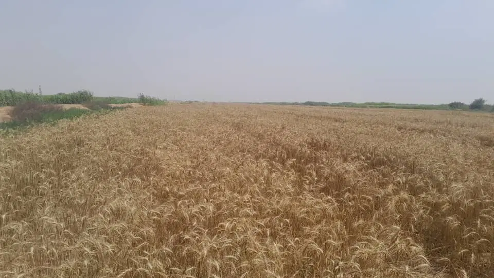 زمین کشاورزی
