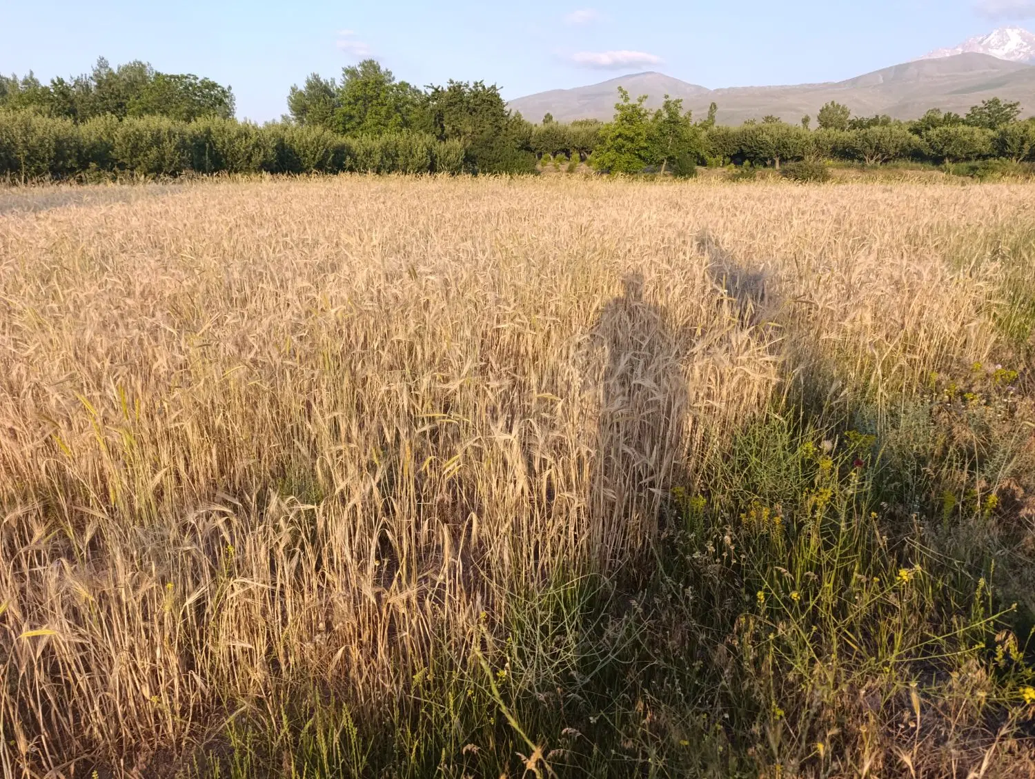 فروش چند قطعه زمین زراعی قابل کشت