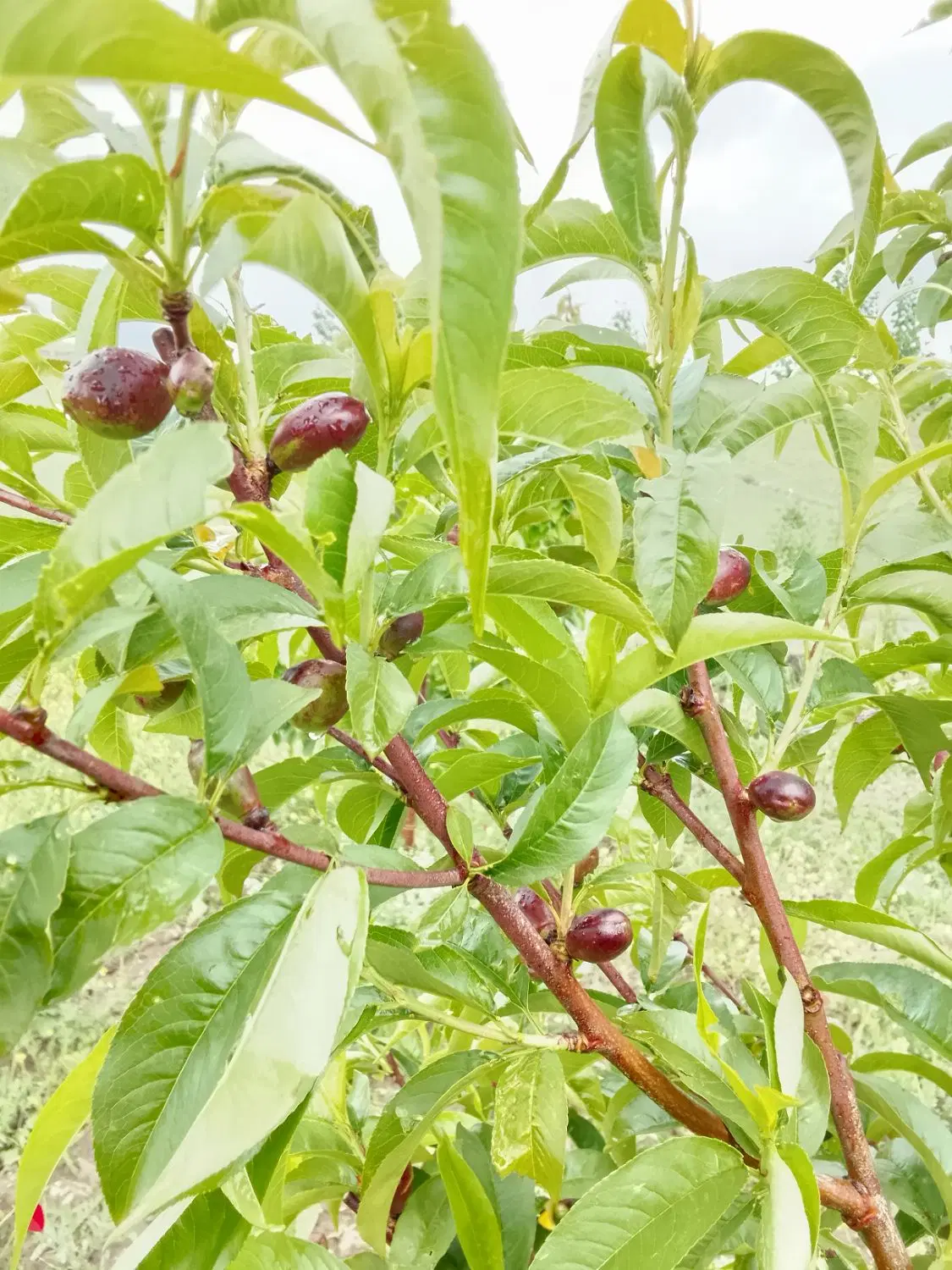 باغ شلیل گیلاس بار آور