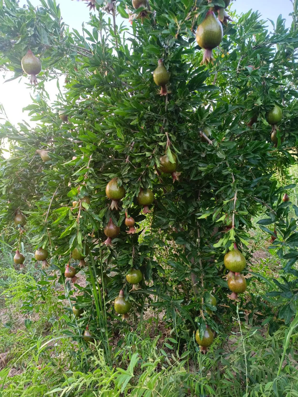 زمین آبی