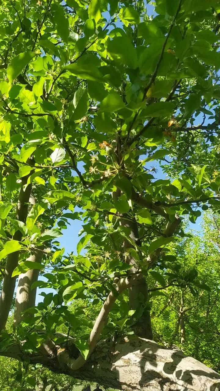 باغ با سند تک برگ