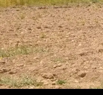 زمین بدرآباد۵۰متر جا قبر