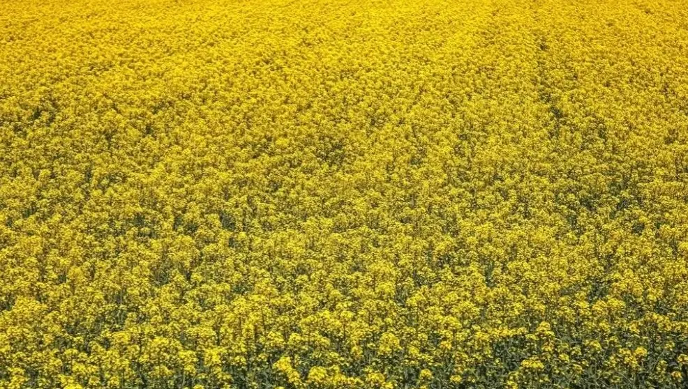 اجاره زمین جهت کشت کلزا