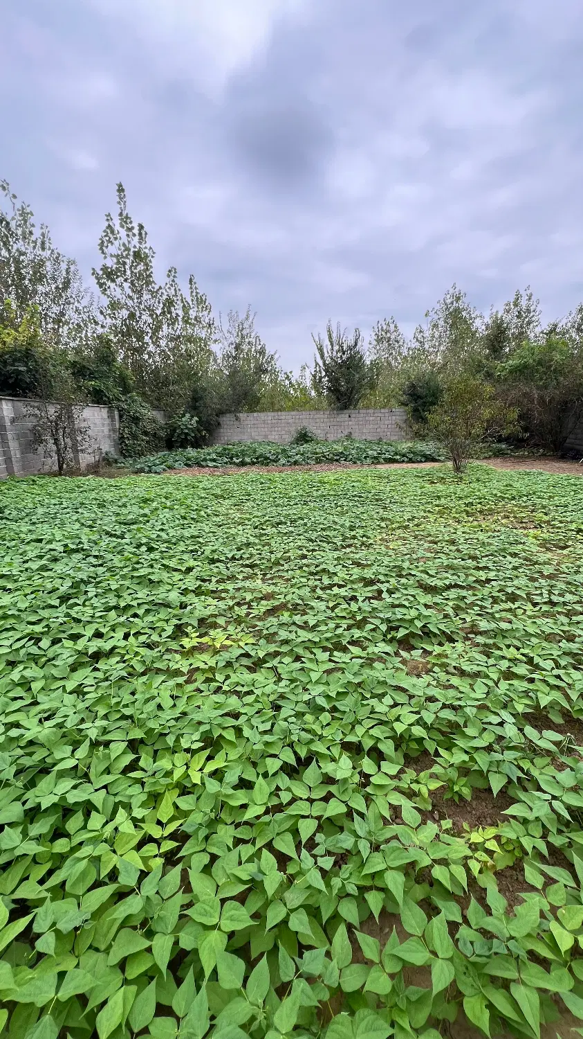 خانه محوطه1100متری مسکونی سندتک برگ فومن صومعه سرا
