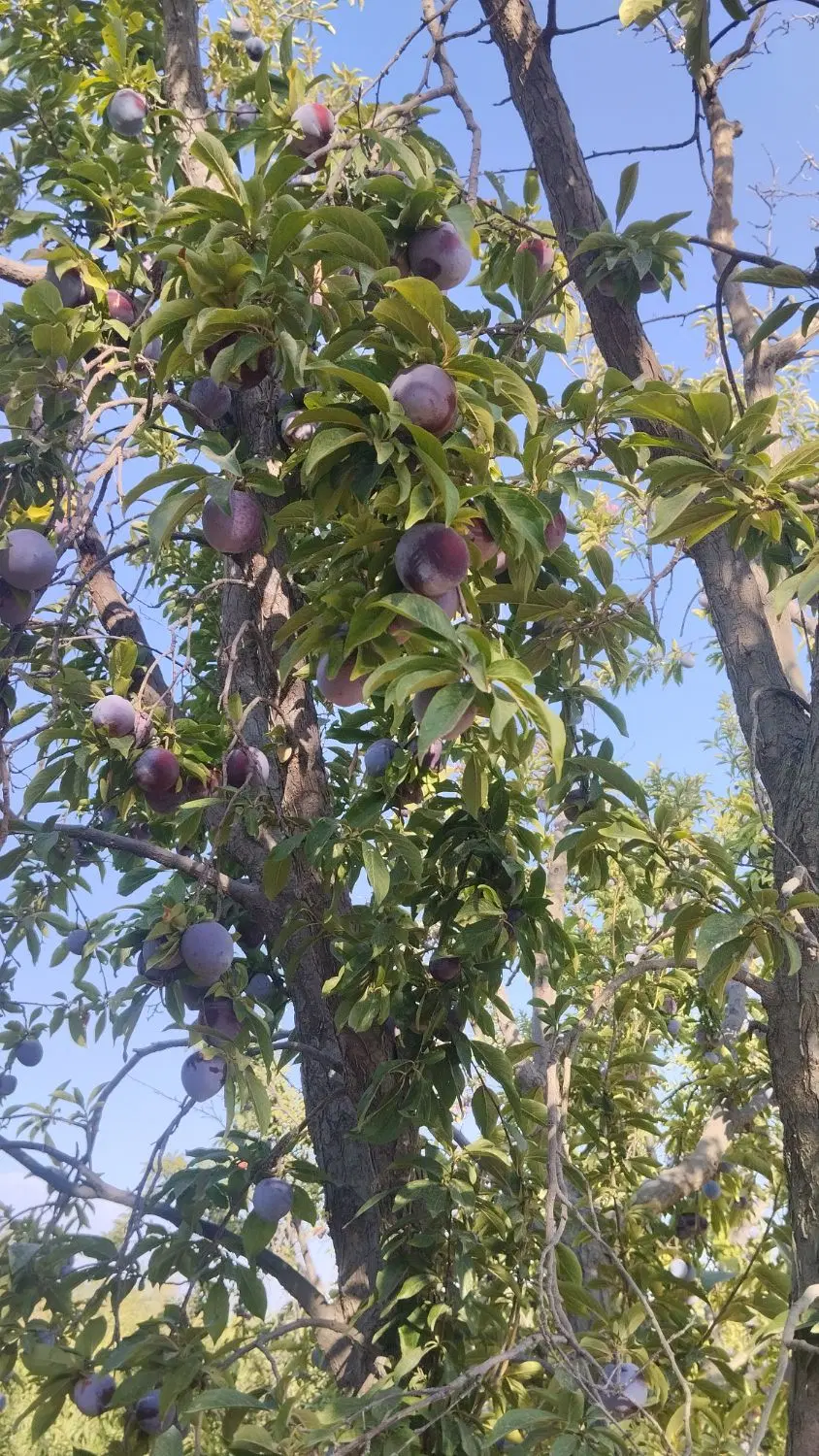 یک قطعه باغچه به متراژ 600متر