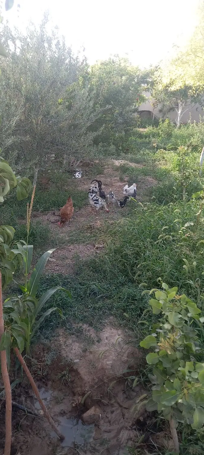 باغ ویلا