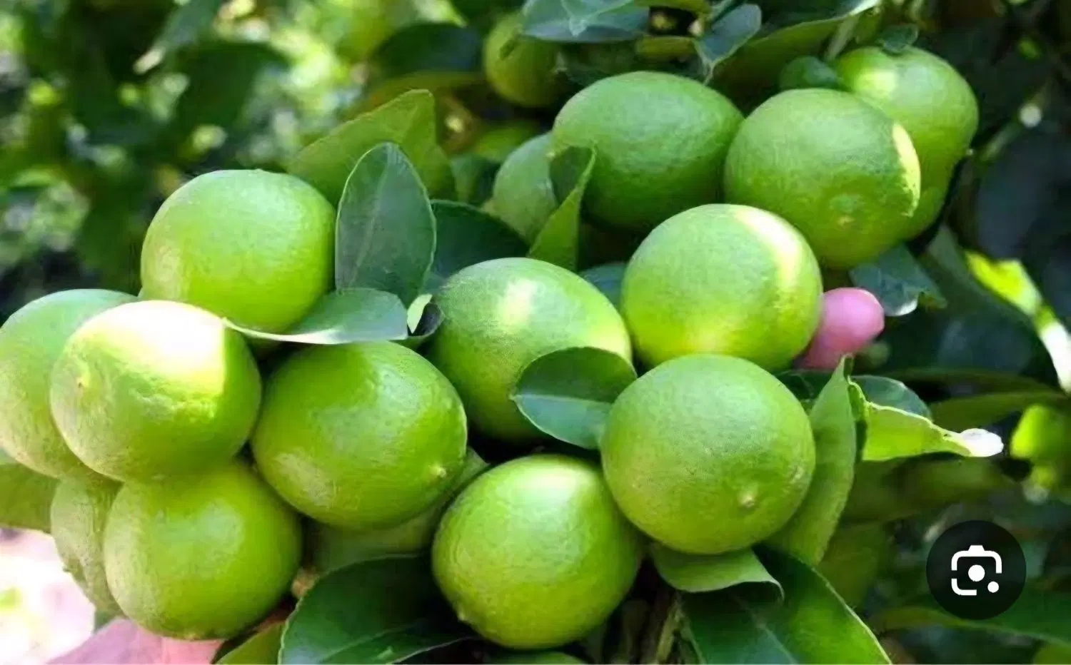 فروش ۶ هکتار باغ انواع مرکبات و نخل