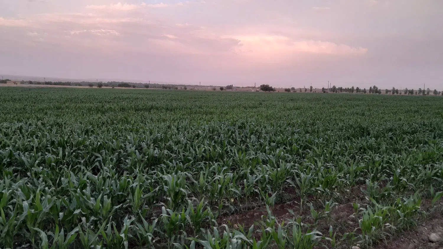 اجاره زمین کشاورزی (چمگلک)