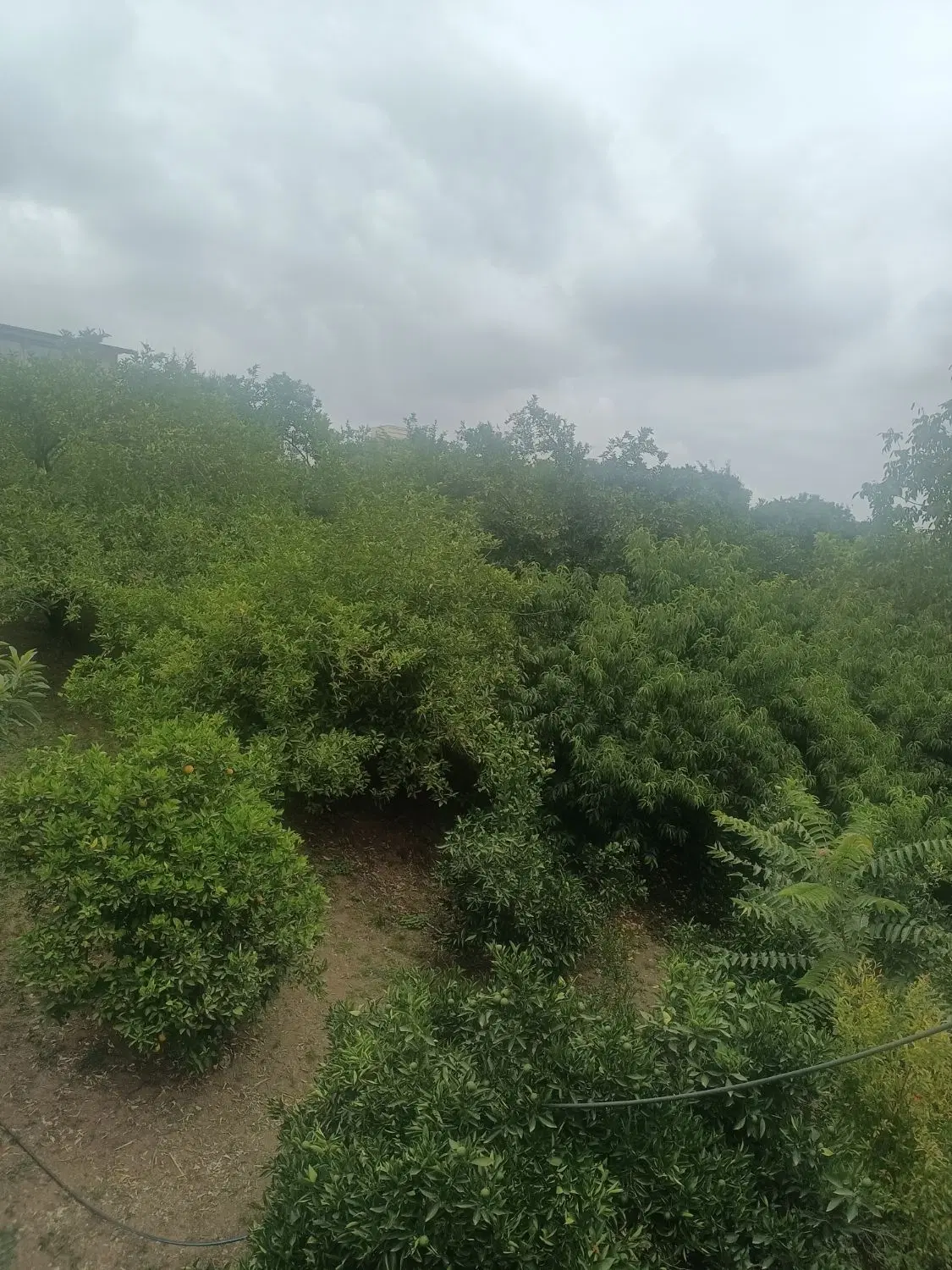 زمین باغ شمال مازندران