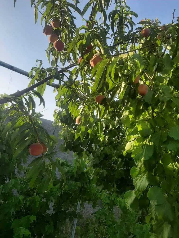 خانه باغ کران