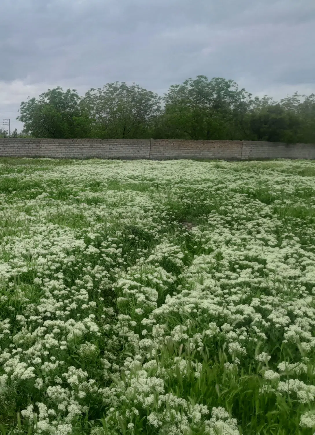 زمین روستای خوش بالا