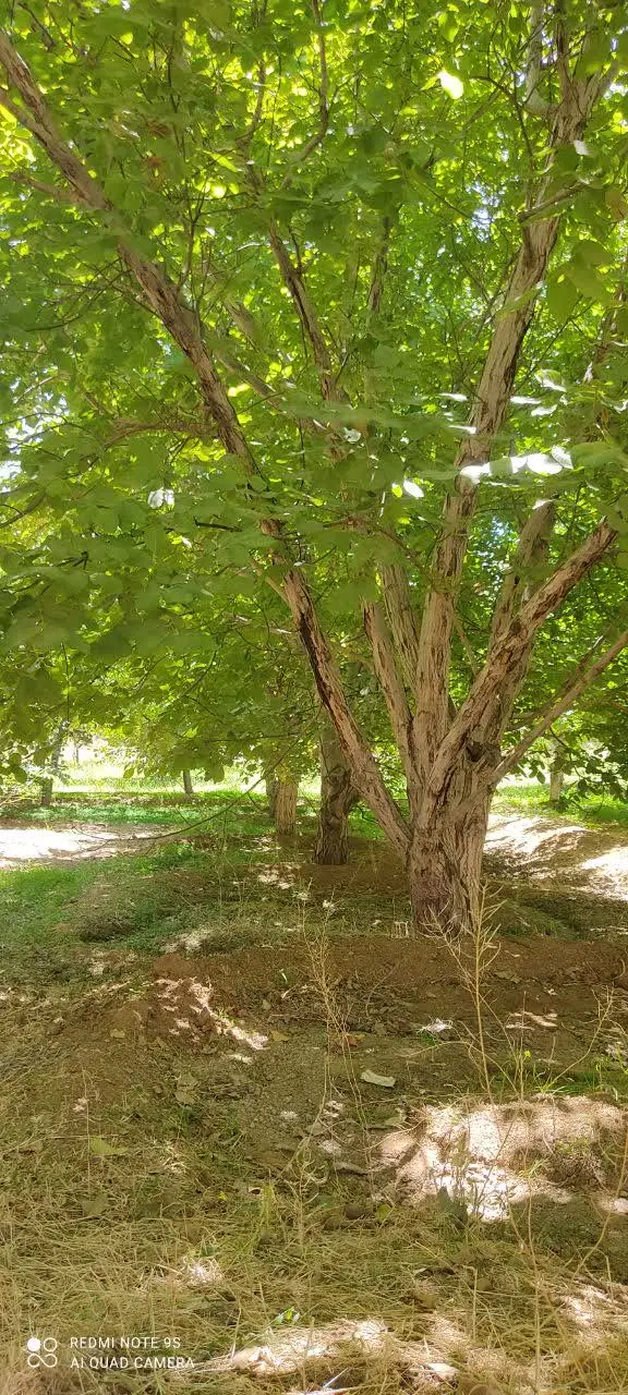 باغ گردو ۱۰۰۰ متری دنج و با صفا کنار چشمه
