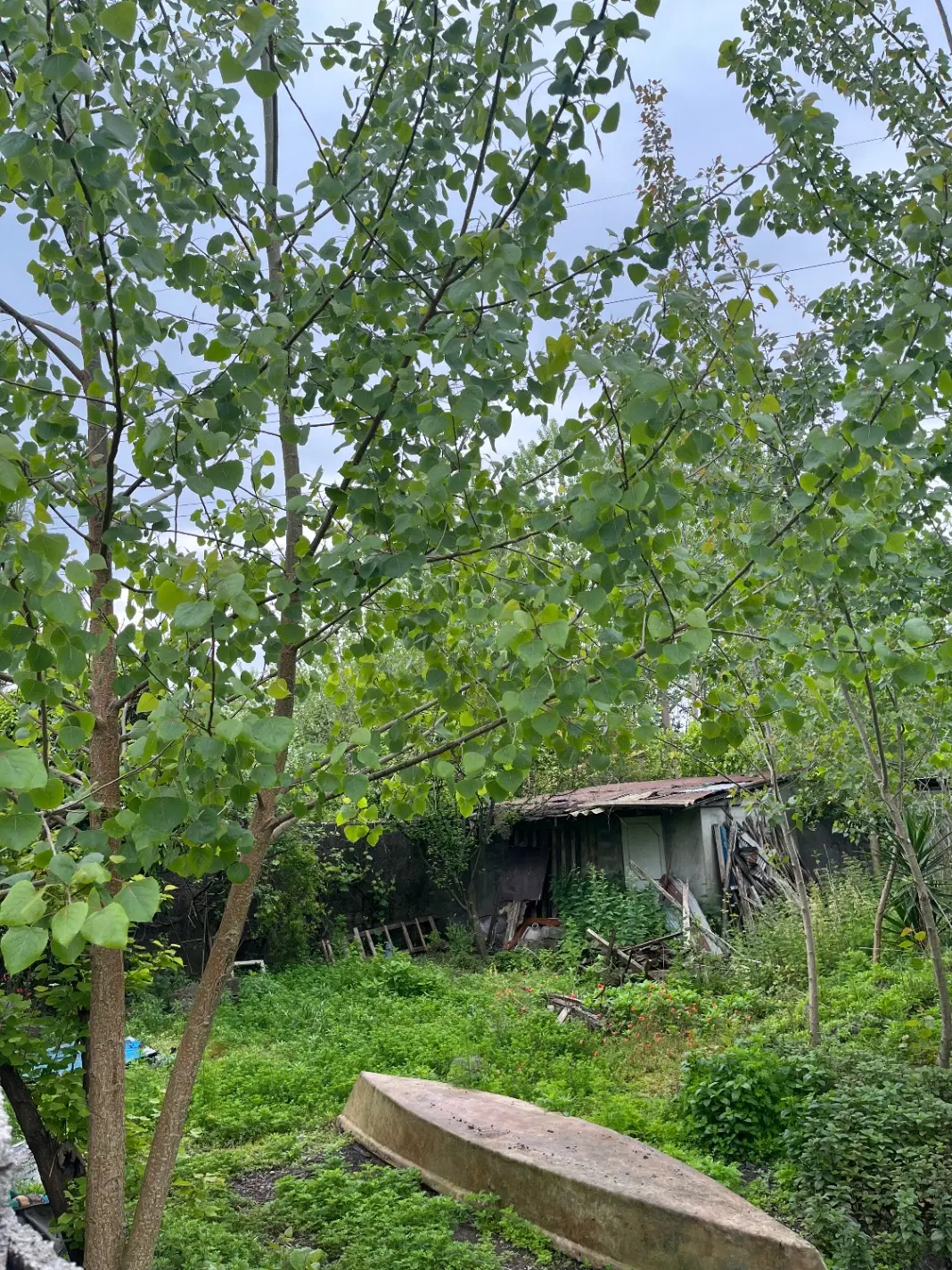 زمین لب دریا در انزلی