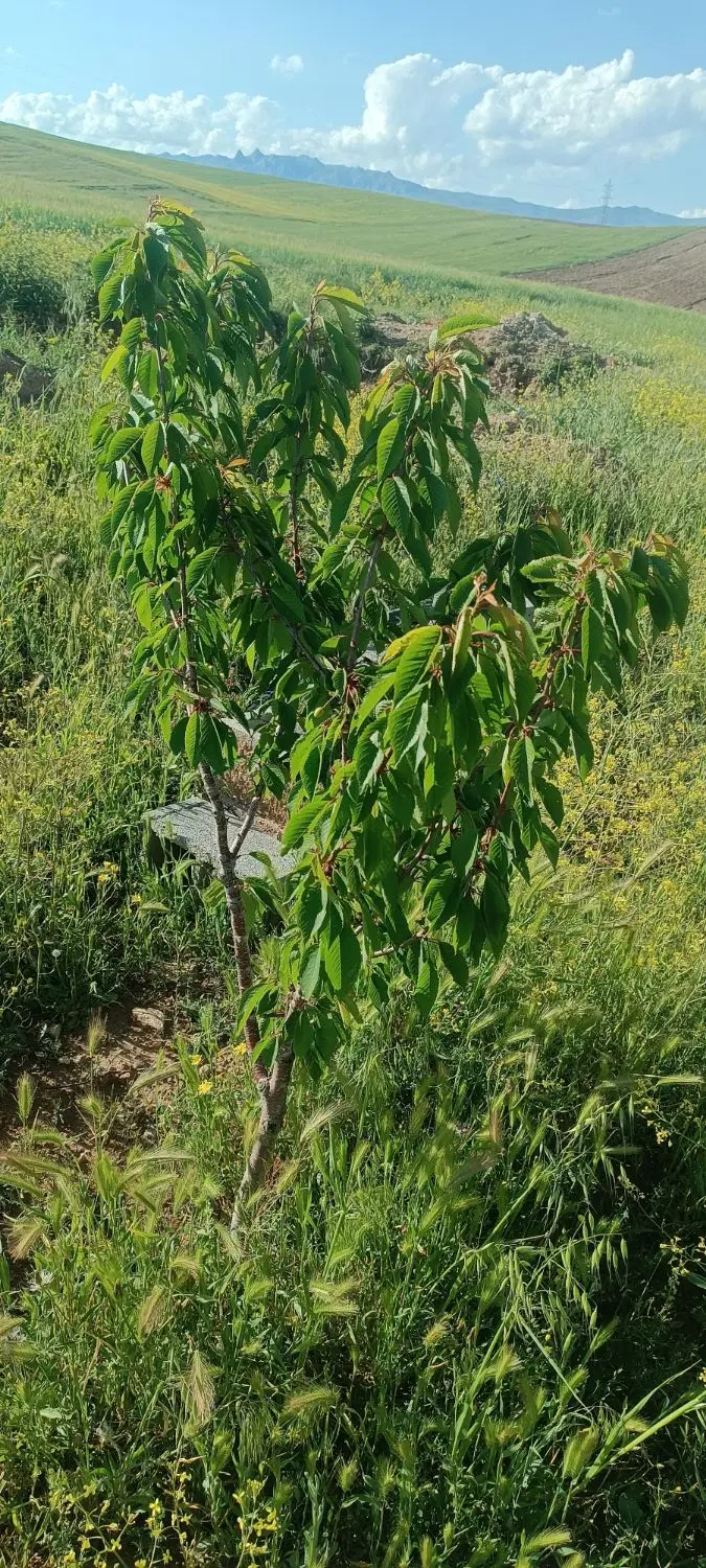 زمین مسکونی در جاده آذغان