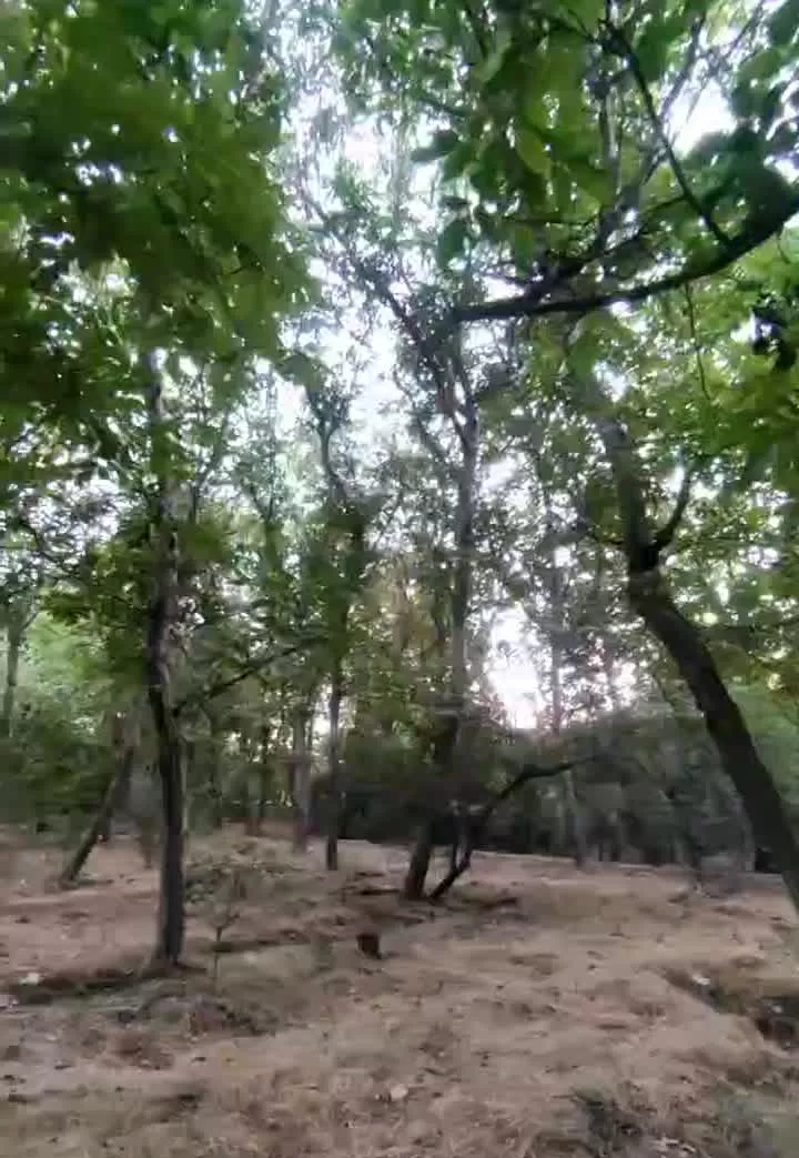کوهسار 700متر باغ