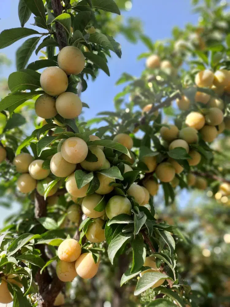 باغ اباد در منطقه ی خوش اب و هوای دماوند