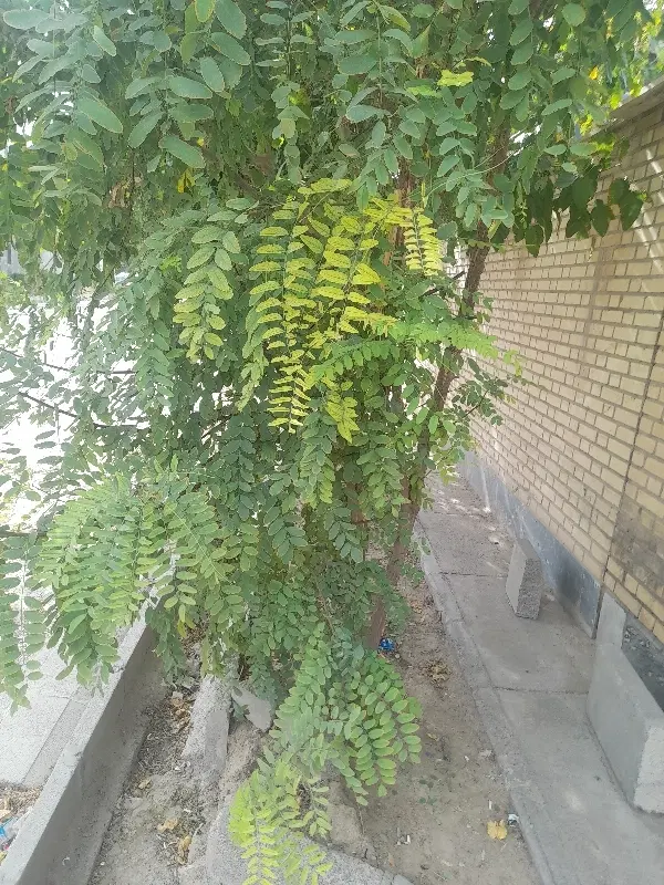 زمین