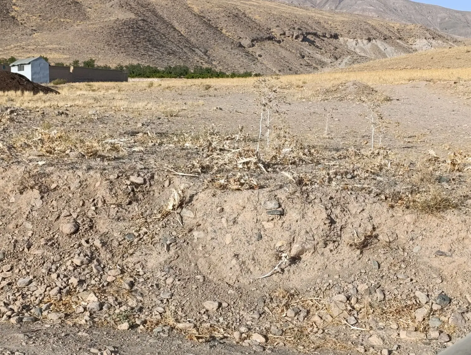 زمین دور دیوار  در بهشت دهکده زیتون
