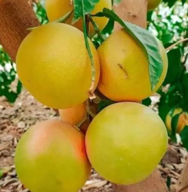 فروش باغ میوه(سندتک برگ و 13 تا 15تن میوه)در دزفول