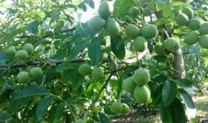 باغ گردو