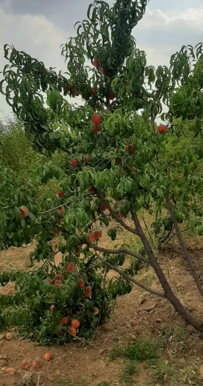 باغ هزار متری سه نوع میوه