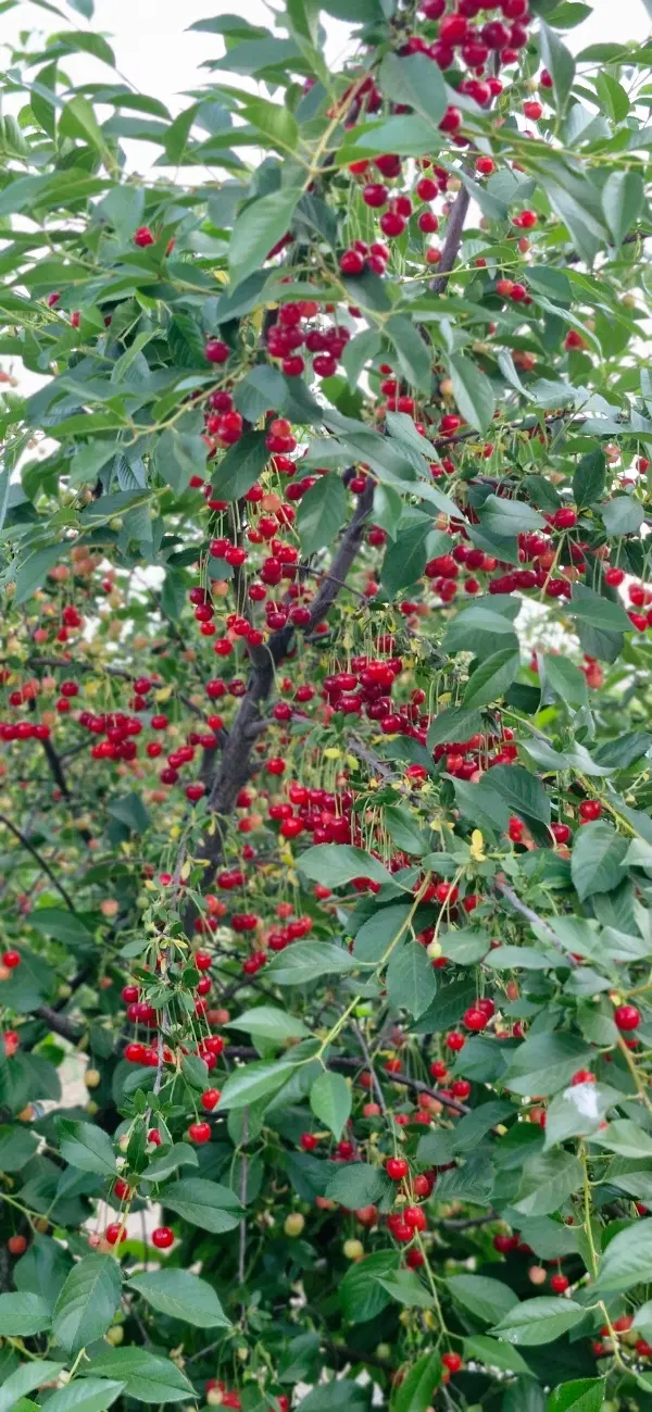 خانه باغ جاده کانی چژنی