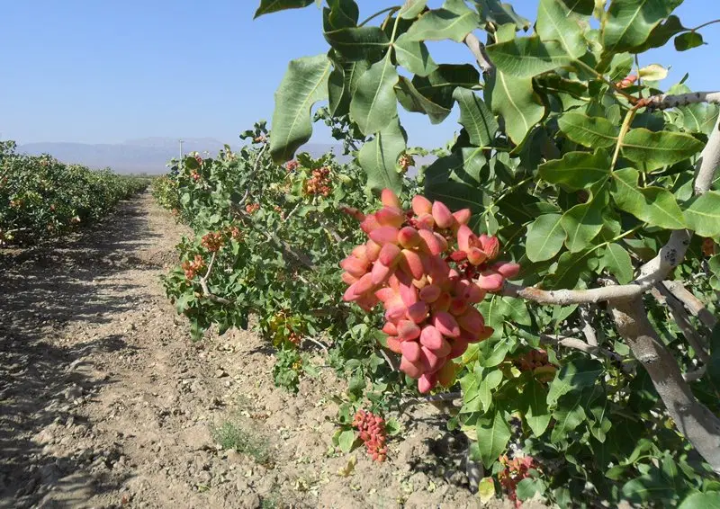 باغ پسته ۸تا۹ساله ثمردارباپنج ساعت اب چاه