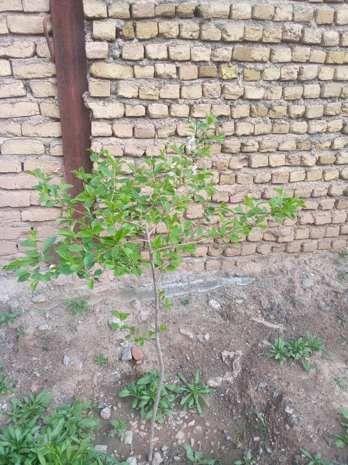 خونه میخام ویلایی روستا معاوضه فقط