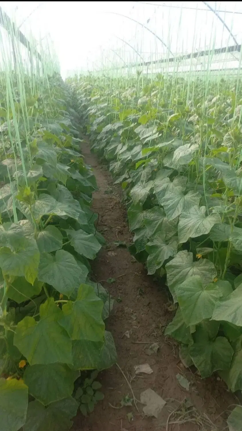 اجاره گلخانه بعدازدول اباد کنارکارخانه ذرت خشک کنی