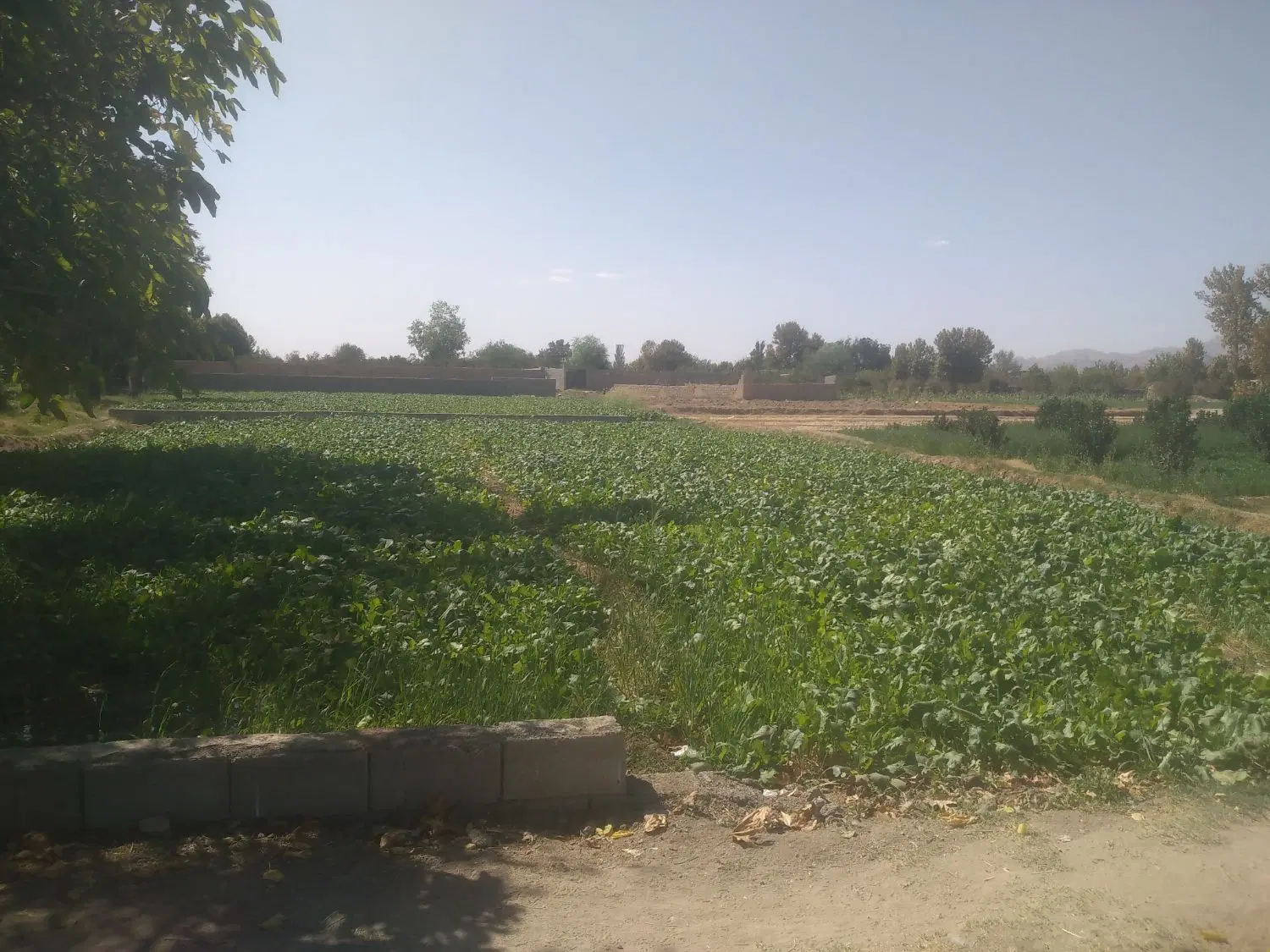 زمین