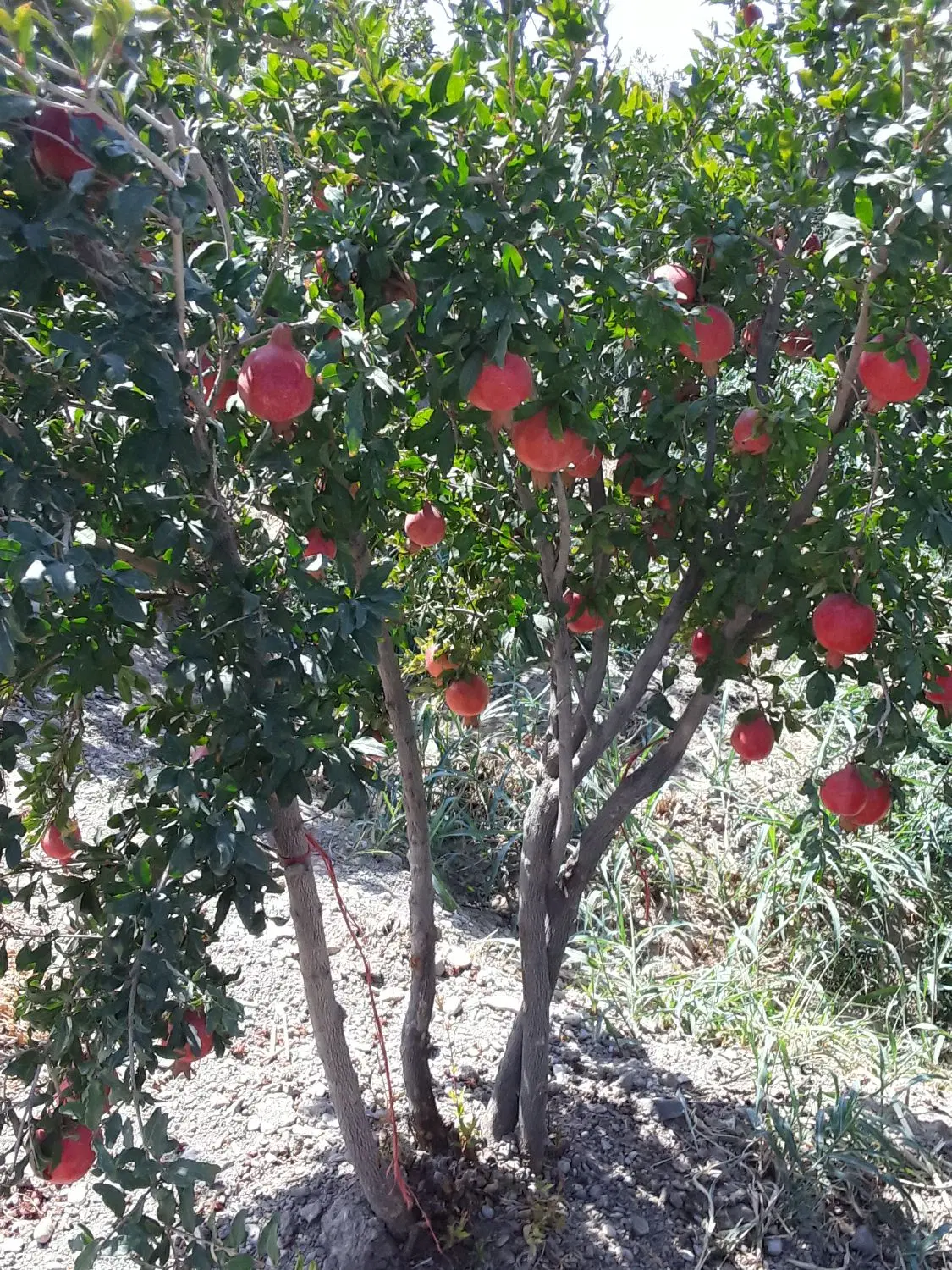 باغ سه ساله ۵کیلومتری ساوه.روستای دالستان