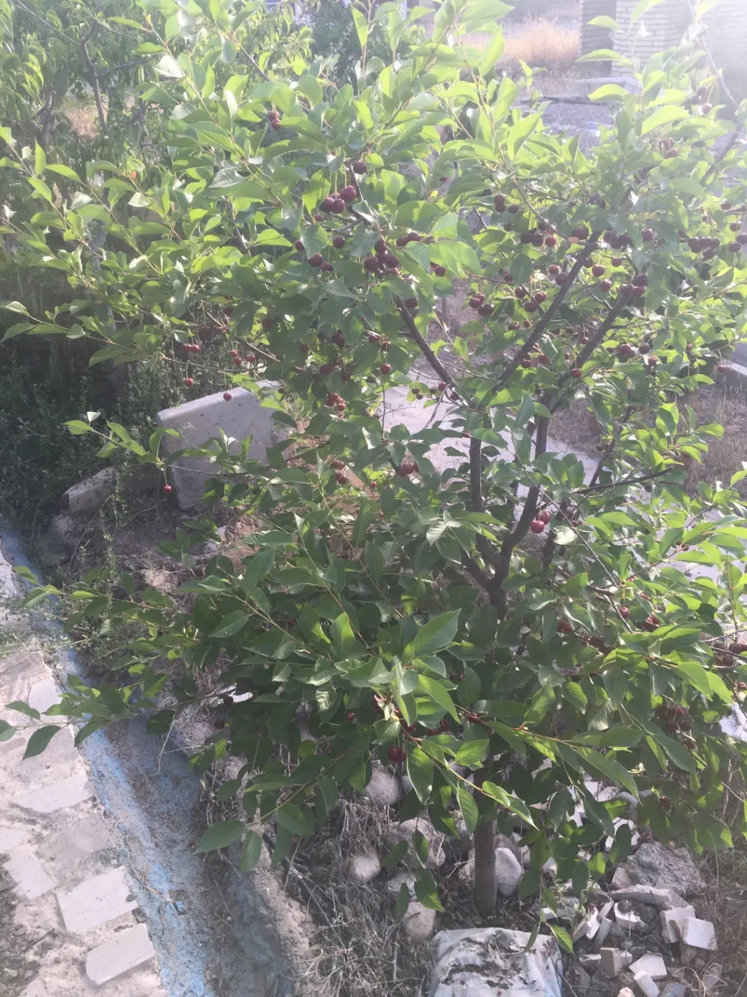 زمین ۳۰۰۰ متری شهرک گلستان