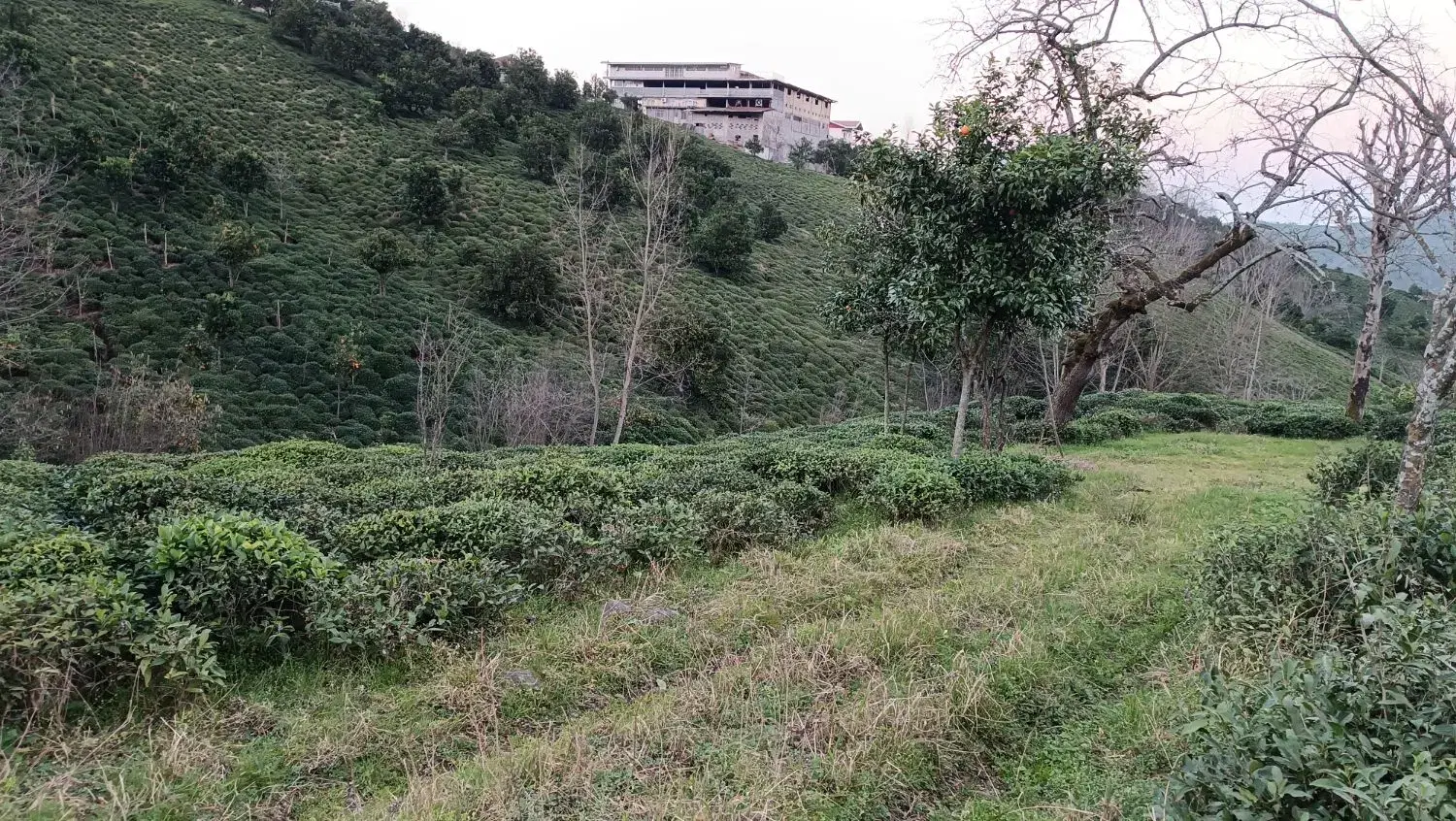 باغ چایی با دسترسی مناسب و قیمت مناسب