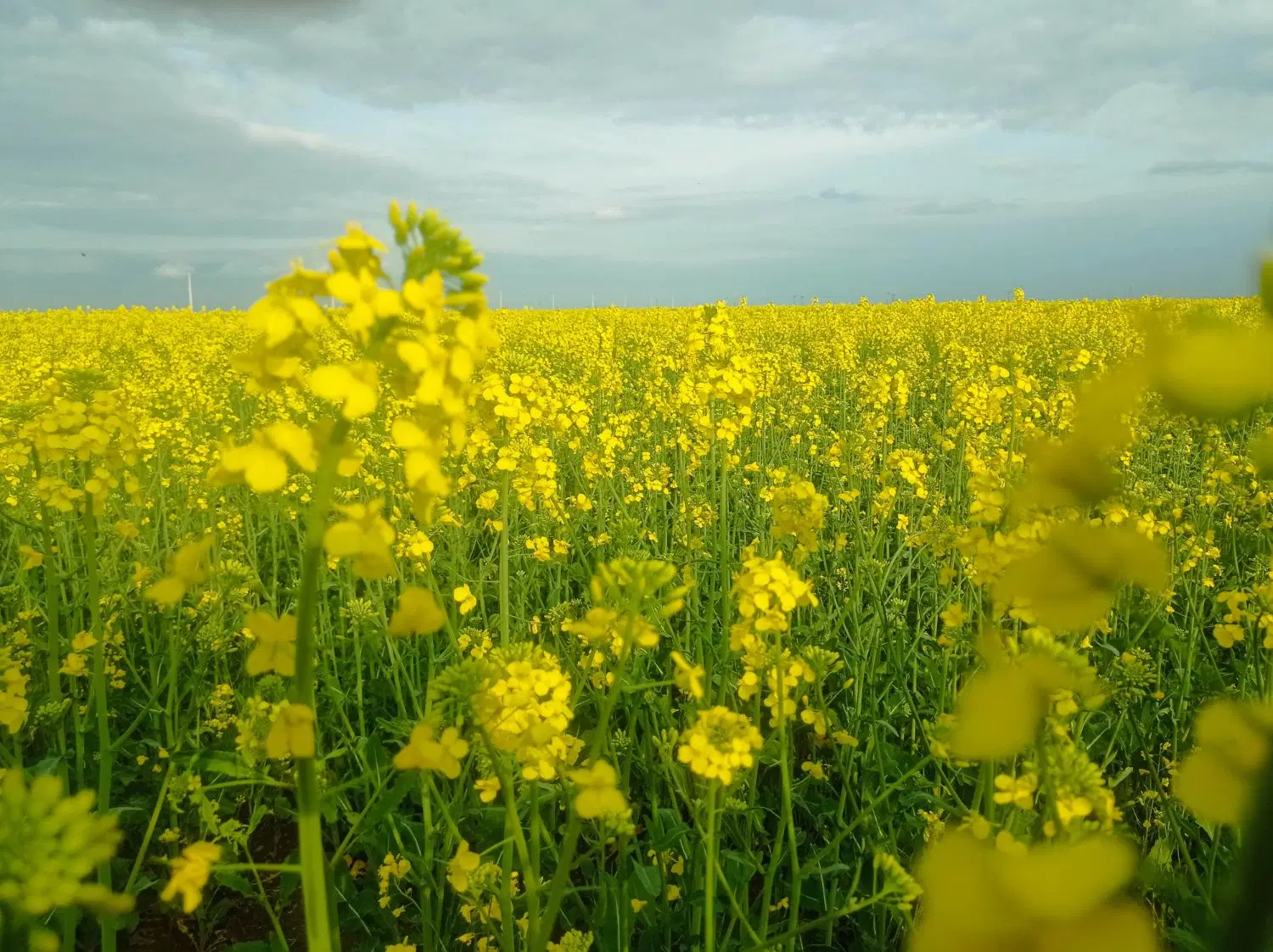 دوهکتارزمین درجه یک درمغان سر