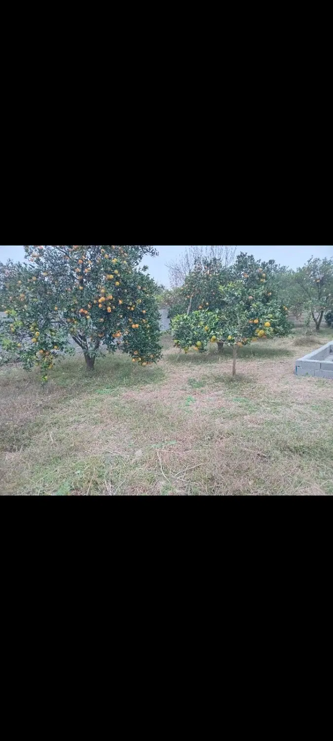 ۱۶۰متر زمین داخل بافت در روستای زوارده