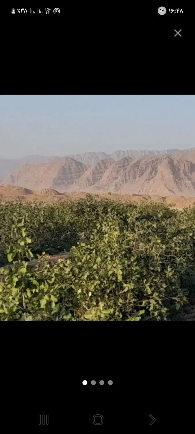 فروش ۲حبه زمین پسته