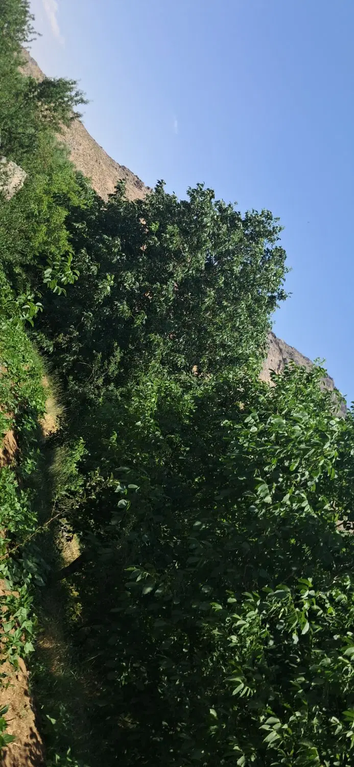 فروش باغ گردو