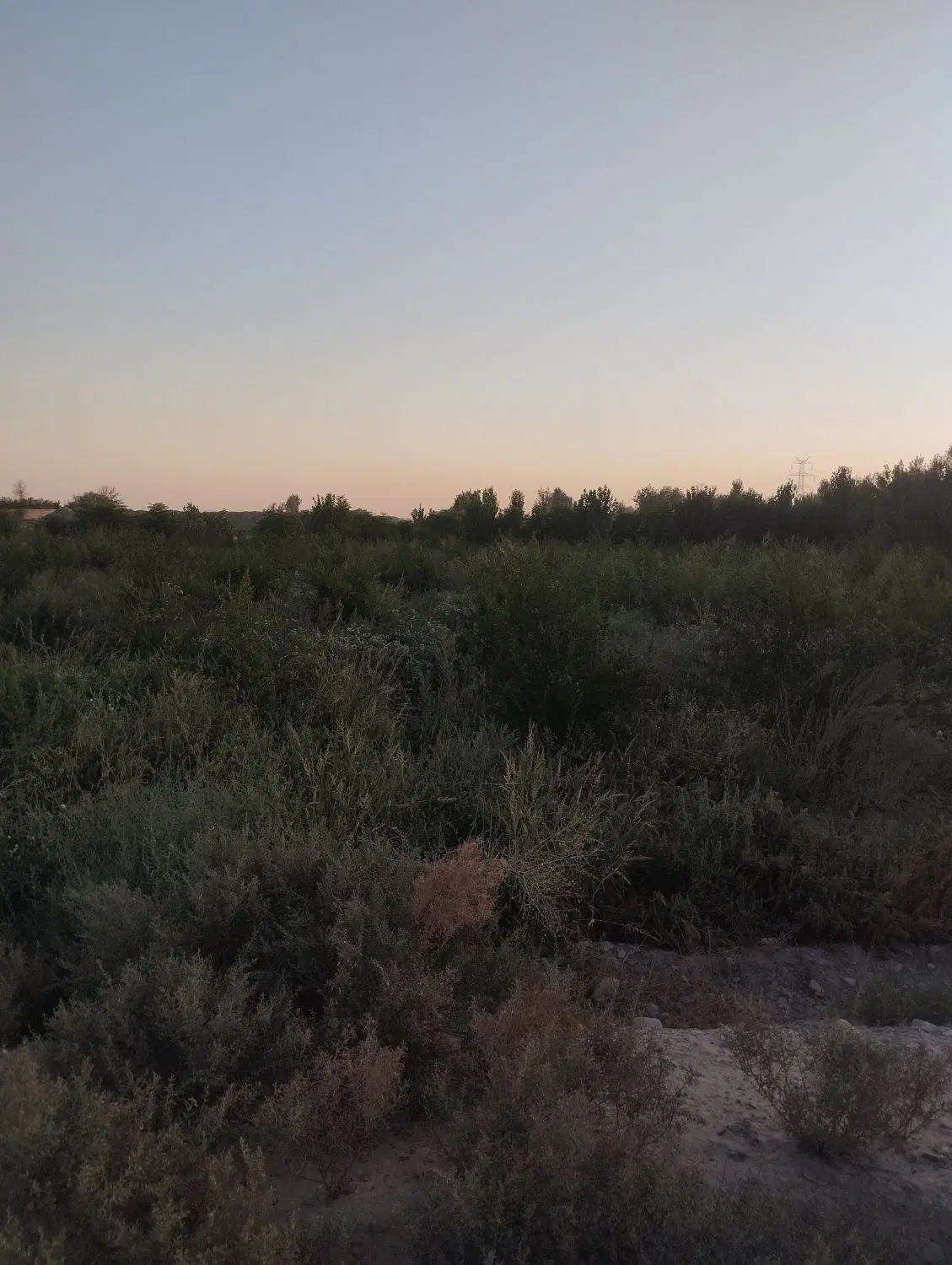 ۱۰۰۰متر زمین باغ کشاورزی
