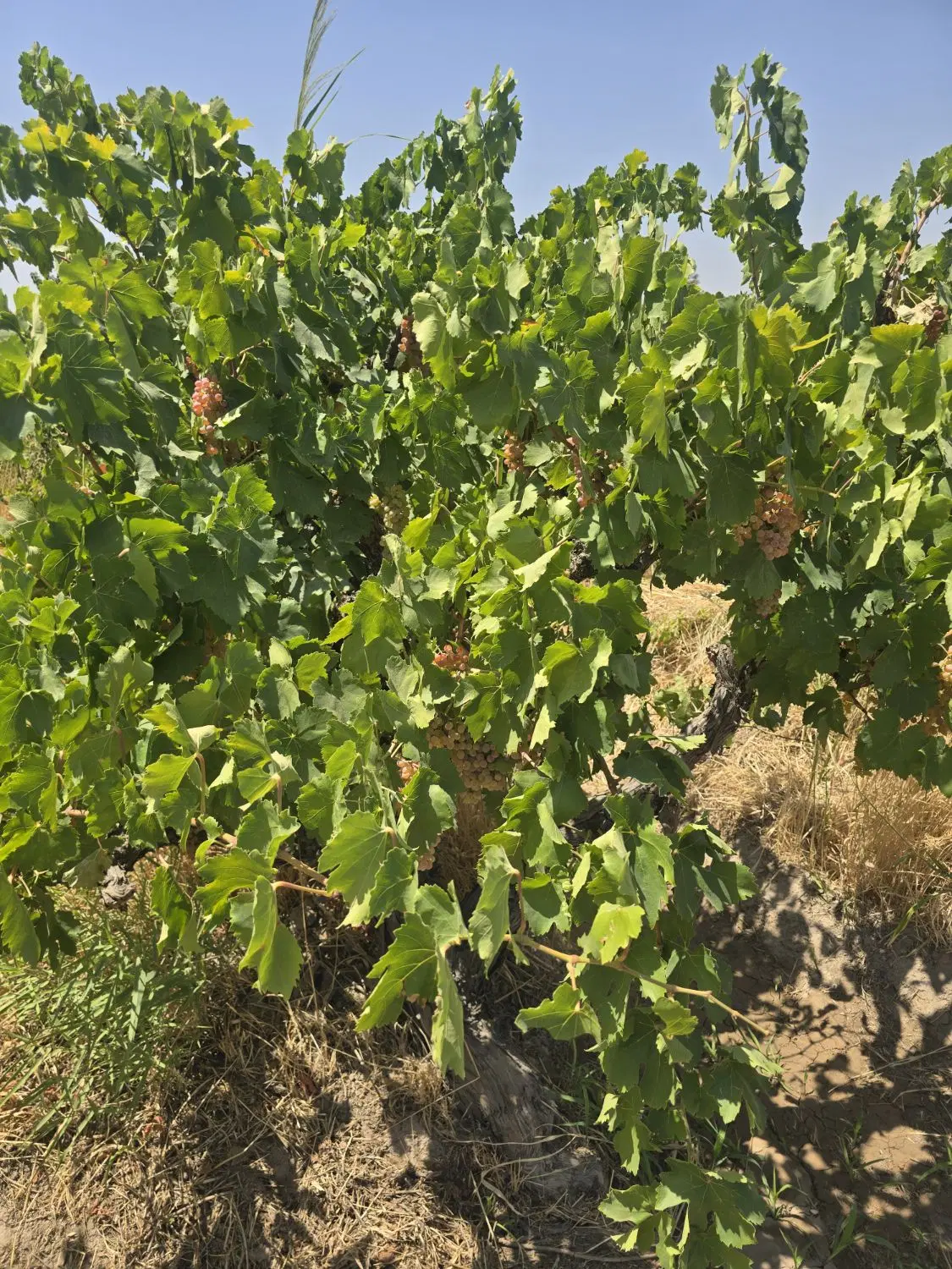 باغ و باغچه _ درختان میوه با شرایط پرداخت