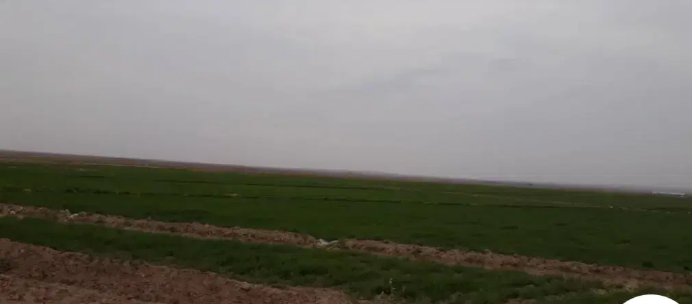 اجاره6 هکتار زمین کشاورزی پشت رودخانه  برای  ذرت