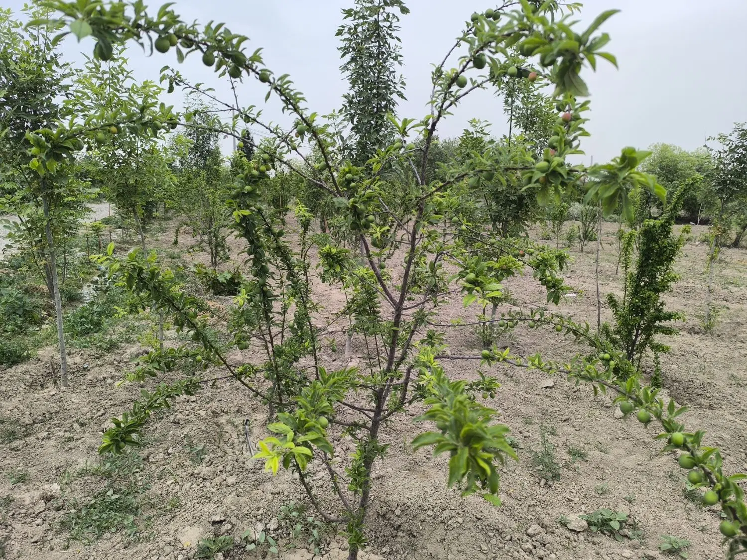 باغچه250متری در نظام آباد کاشانک