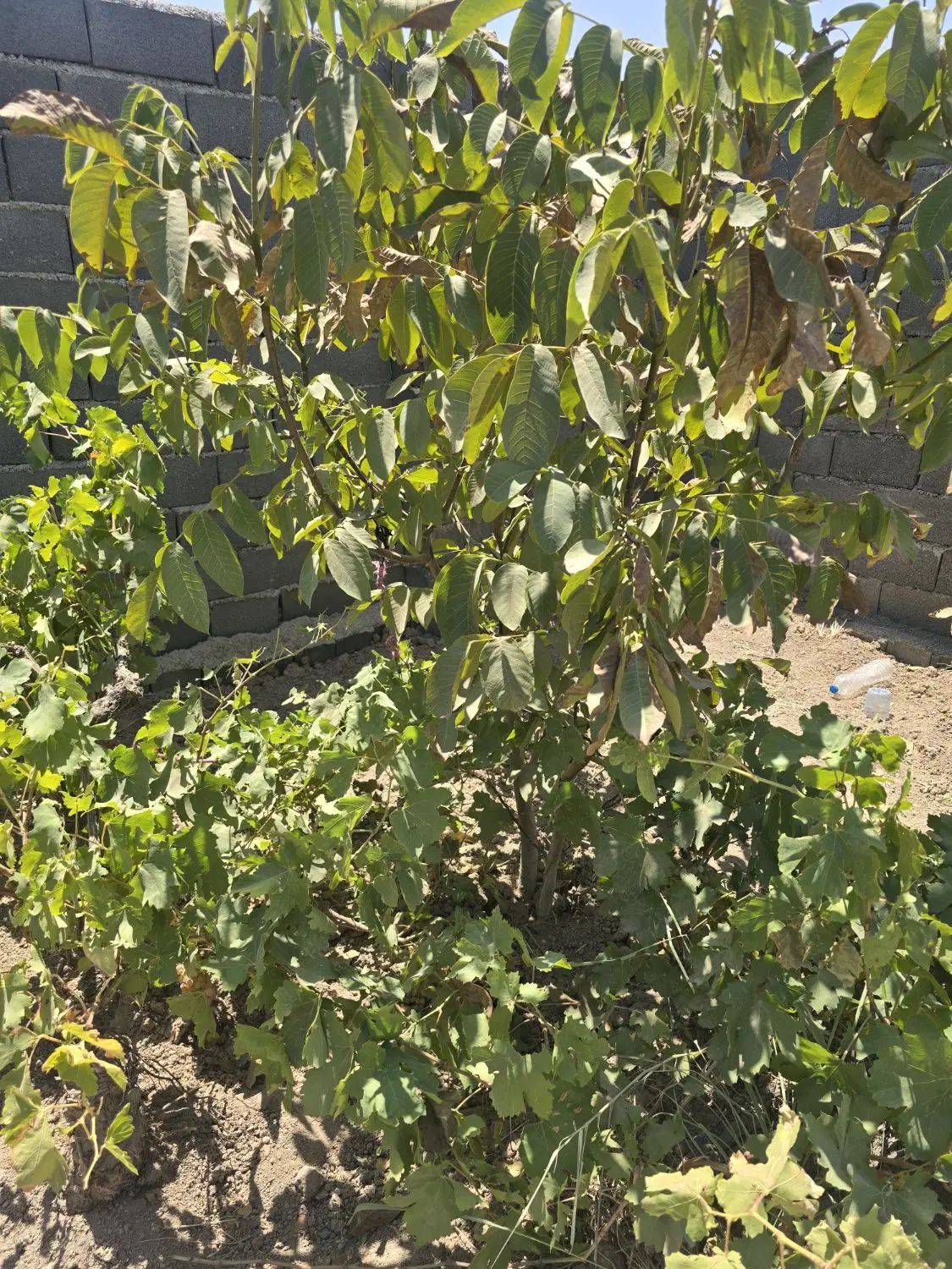 باغ و باغچه با پرداخت ماهانه _ سند آب