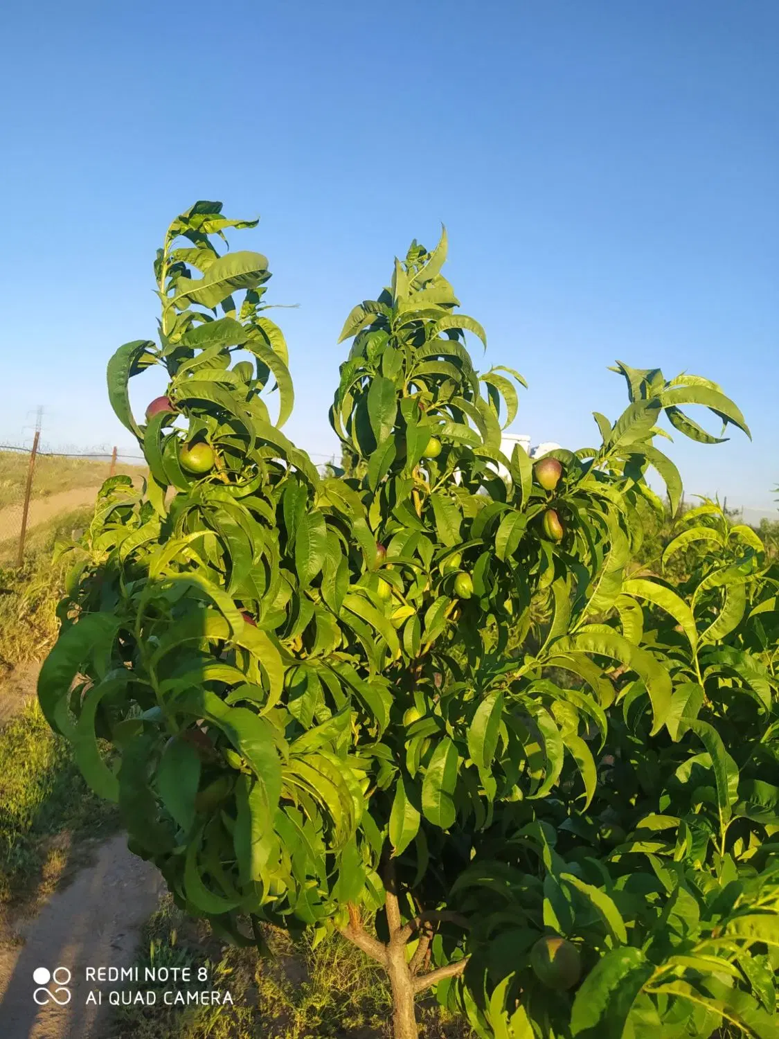 باغ کورانه